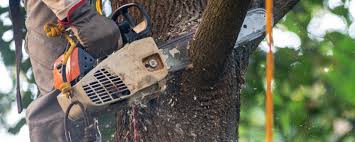 Best Tree Maintenance Programs  in Coram, NY
