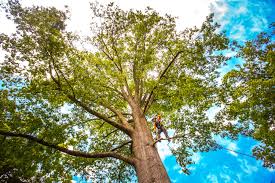Best Lawn Pest Prevention  in Coram, NY