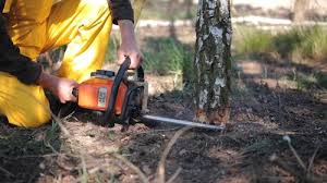 Best Tree Disease Treatment  in Coram, NY