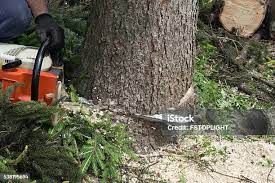 Best Storm Damage Tree Cleanup  in Coram, NY