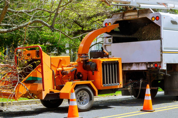 Best Leaf Removal  in Coram, NY