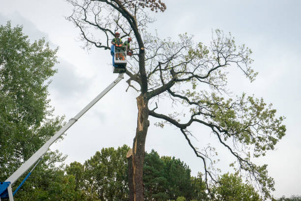 Best Utility Line Clearance  in Coram, NY