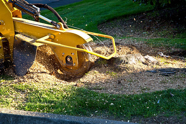 Best Hedge Trimming  in Coram, NY
